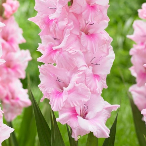 Meet your Posher, Hunter - Picture 1 of 1